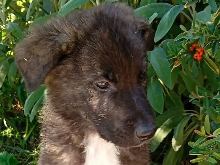 Adozione cane, maschio, Razza sconosciuta Razza sconosciuta, 1 anno e 1 mese, taglia media, Frosinone