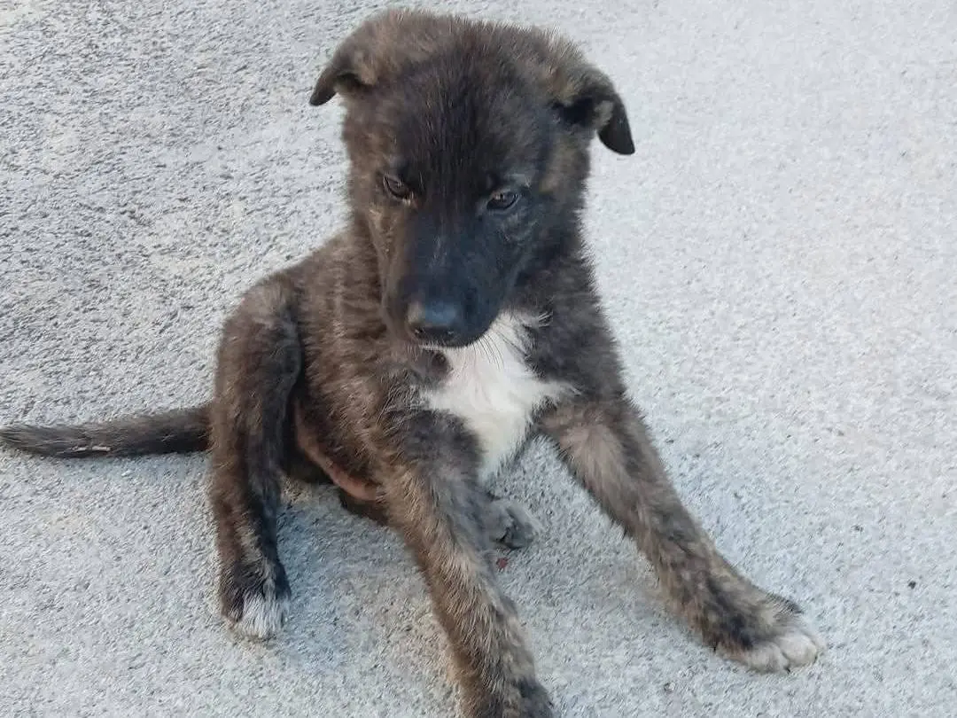 Adotta un cane, maschio, 1 anno e 1 mese, Frosinone