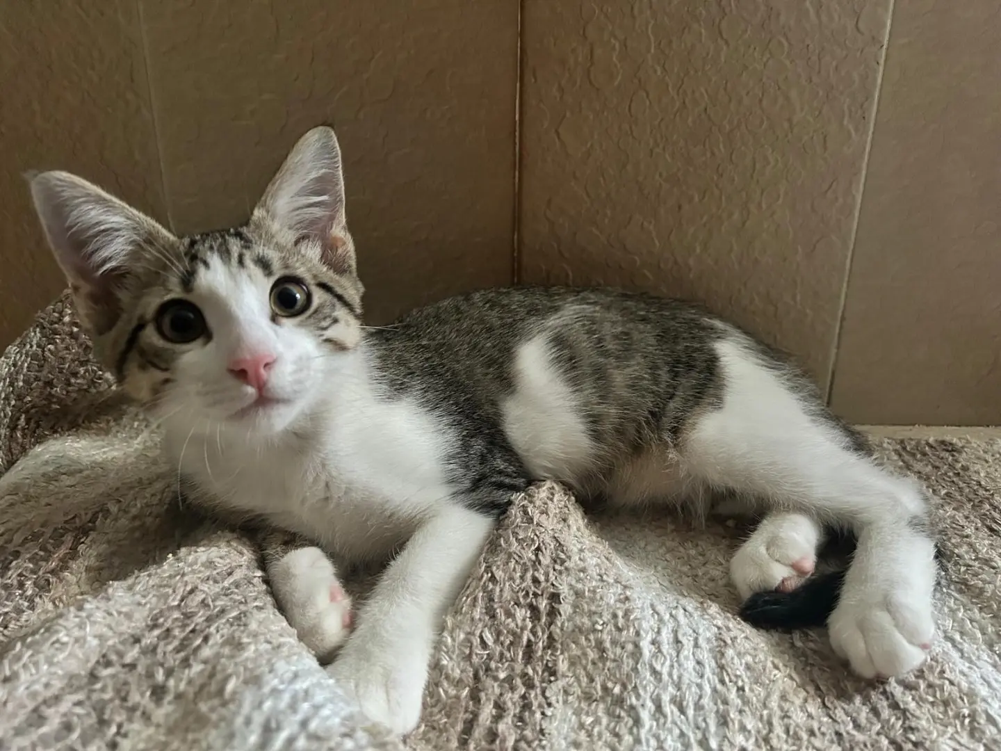 Adozione gatto, femmina, Razza sconosciuta Razza sconosciuta, 11 mesi, taglia non valida, Torino