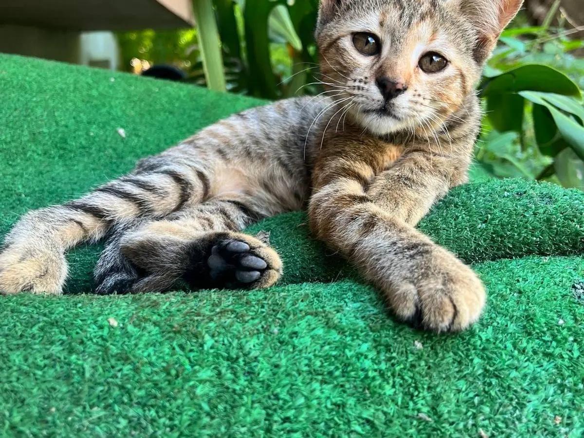 Adozione gatto, femmina, Razza sconosciuta Razza sconosciuta, 1 anno e 5 mesi, taglia non valida, Napoli