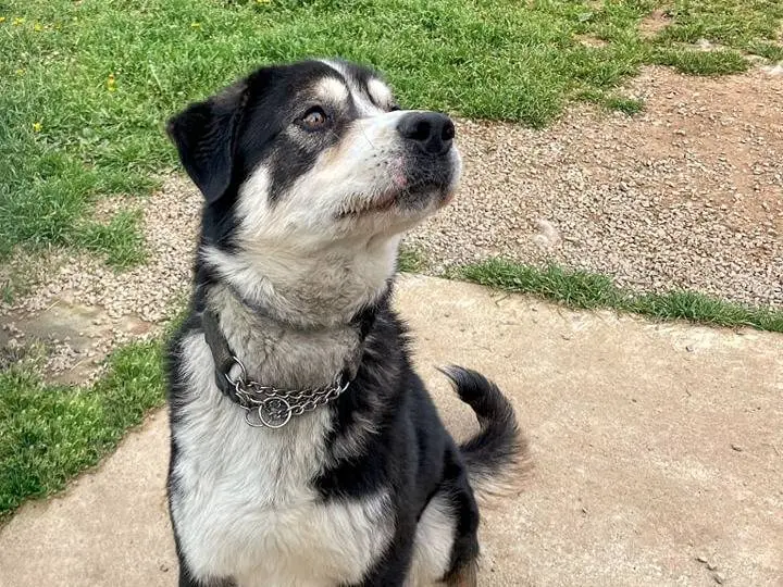 Adotta un cane, maschio, 7 anni e 7 mesi, Genova