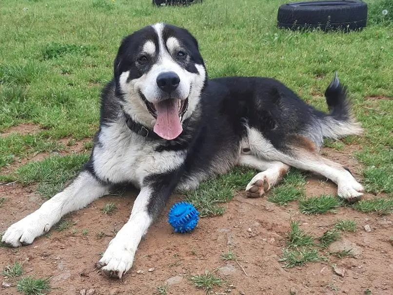 Adozione cane, maschio, meticcio, 7 anni e 7 mesi, taglia grande, Genova