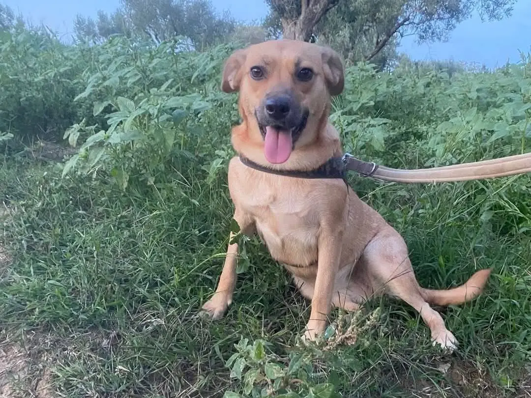 Adotta un cane, femmina, 2 anni e 7 mesi, Catanzaro