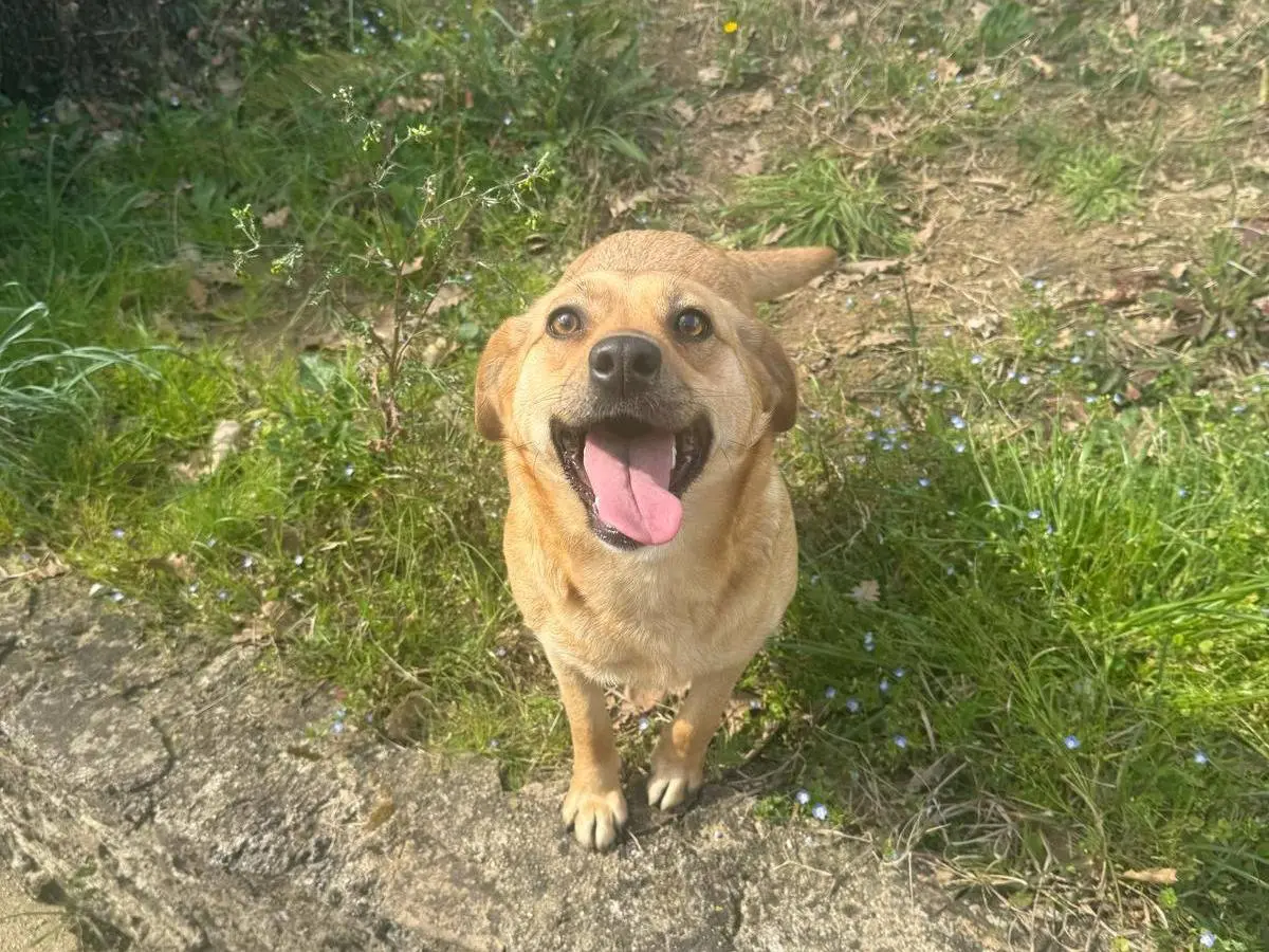 Adozione cane, femmina, Razza sconosciuta Razza sconosciuta, 2 anni e 7 mesi, taglia media, Catanzaro