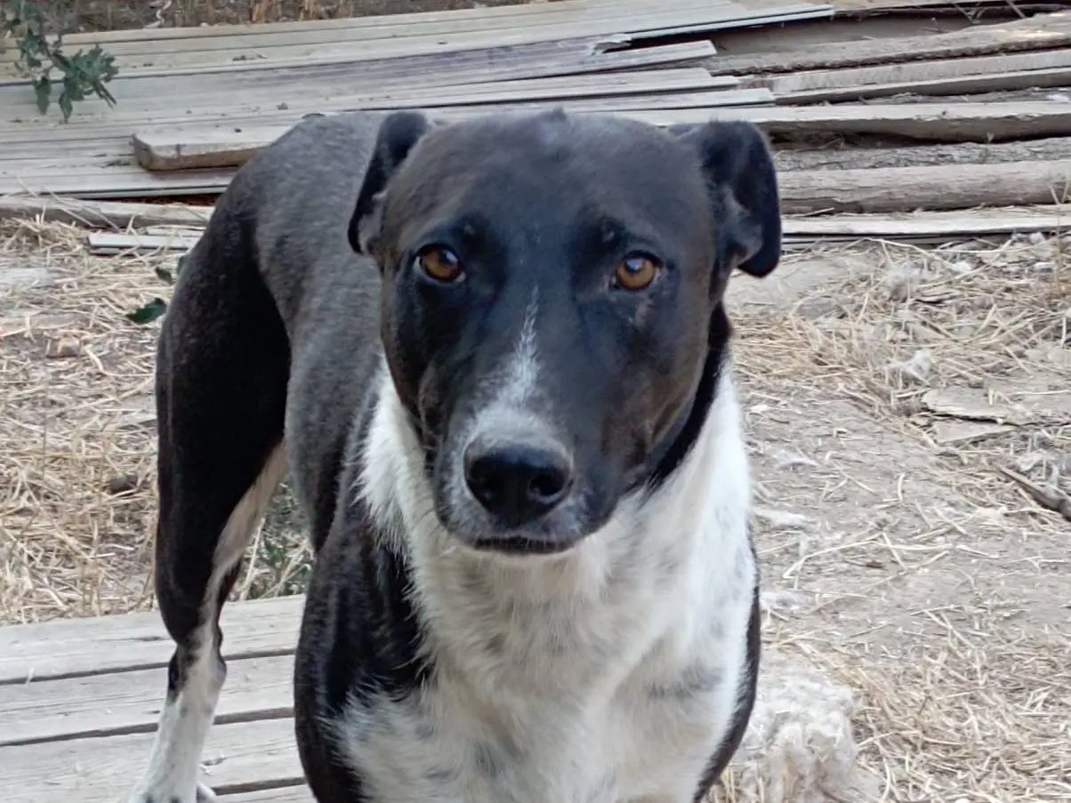 Vuoi adottare un cane a Viterbo?