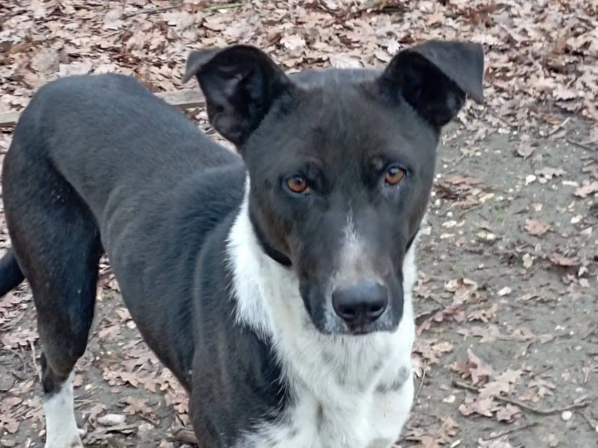 Adotta un cane, taglia media, maschio, Viterbo