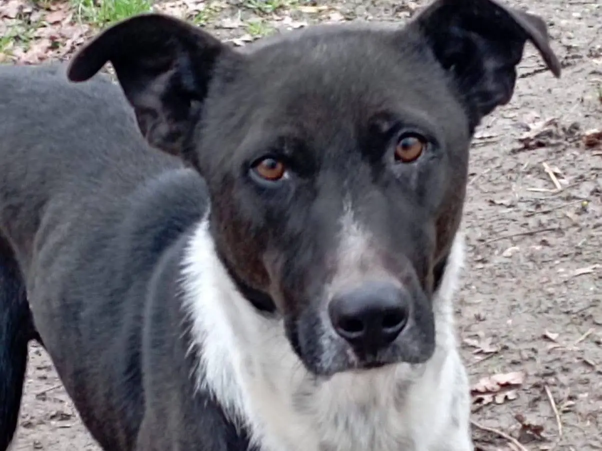 Adozione cane, maschio, Razza sconosciuta Razza sconosciuta, 6 anni e 9 mesi, taglia media, Viterbo