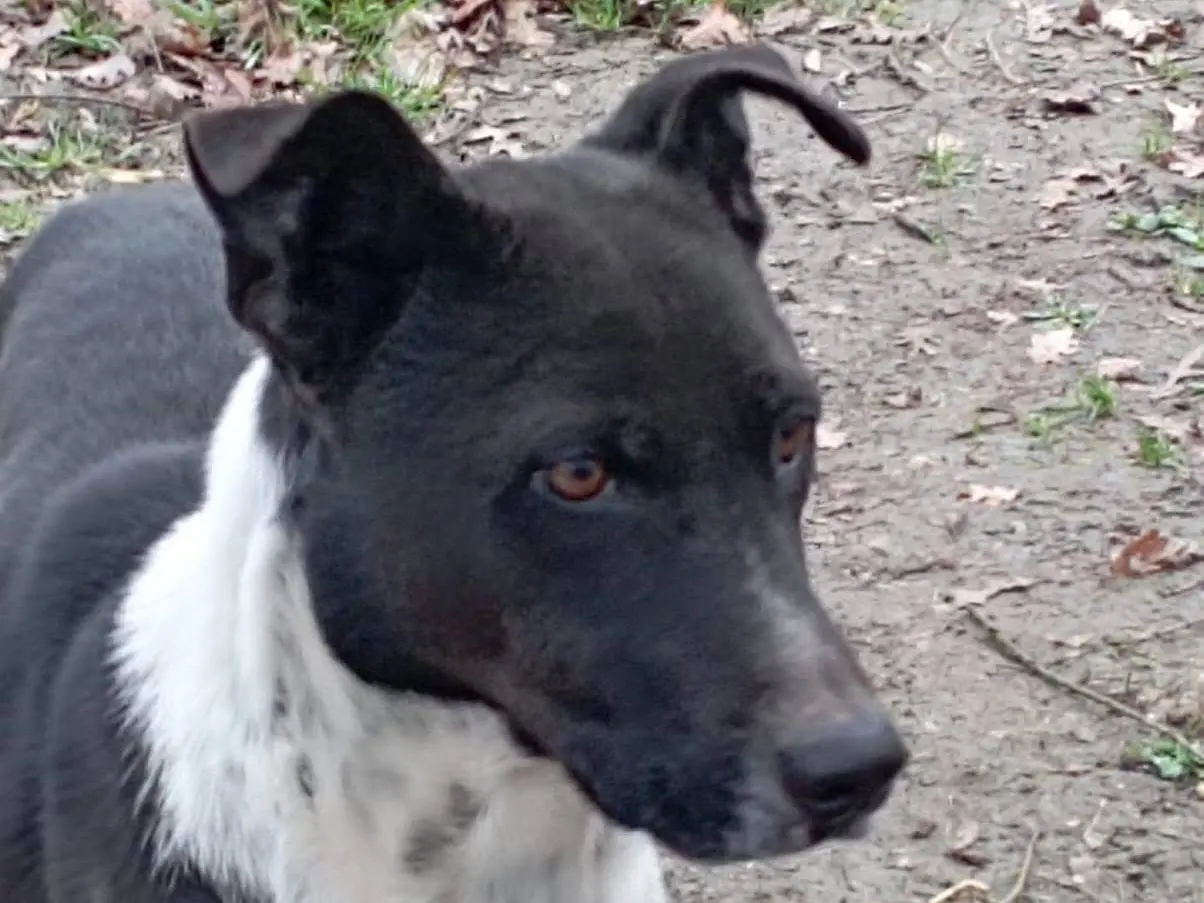 Adotta un cane, maschio, 6 anni e 9 mesi, Viterbo