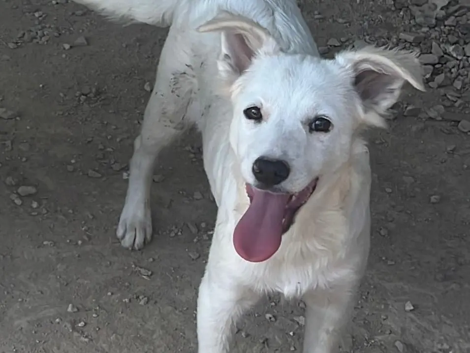 Adozione cane, maschio, Razza sconosciuta Razza sconosciuta, 9 mesi, taglia media contenuta, Bari