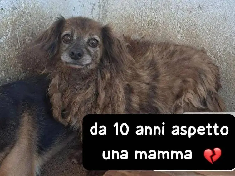 Foto 2 dell'animale