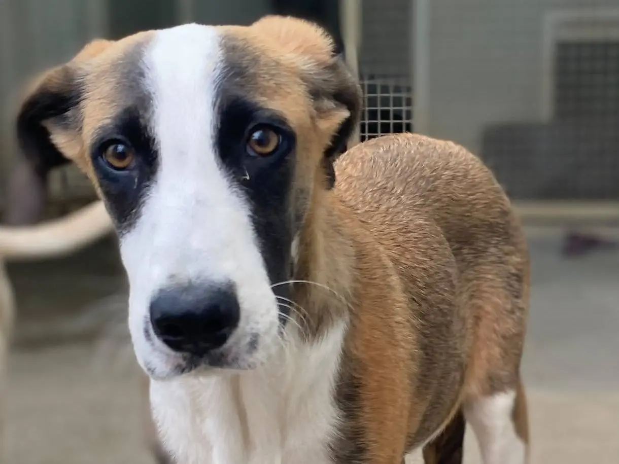Adotta un cane, maschio, 6 mesi, Milano