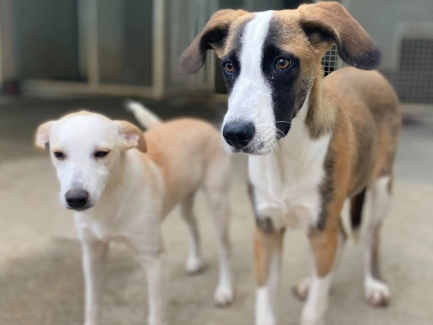 Vuoi adottare un cane a Milano?