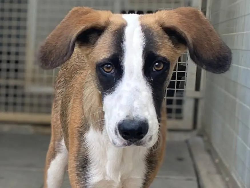 Adozione cane, maschio, Razza sconosciuta Razza sconosciuta, 6 mesi, taglia media, Milano