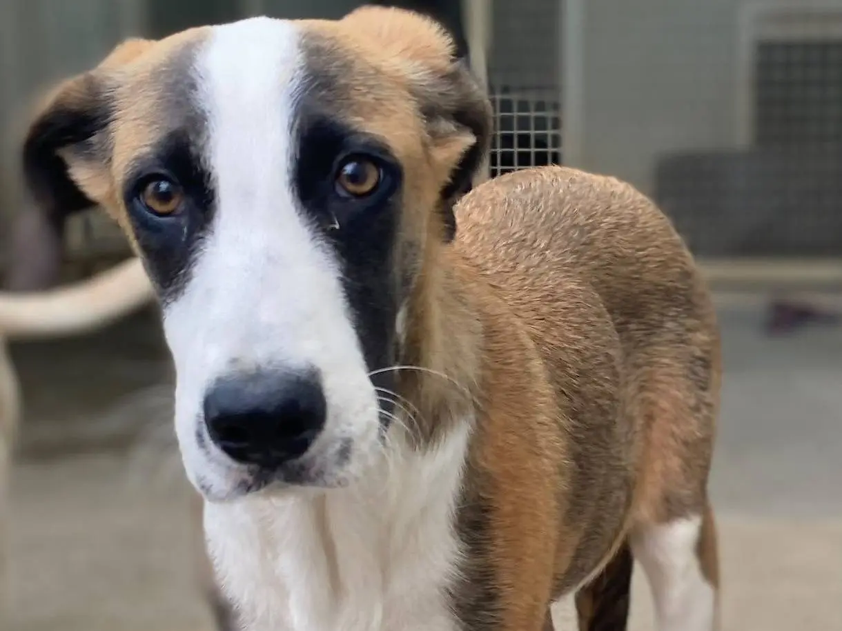 Adotta un cane, taglia media, maschio, Milano