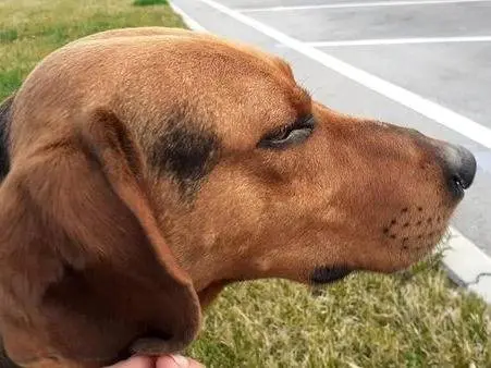 Adotta un cane, maschio, 6 anni e 4 mesi, Cuneo