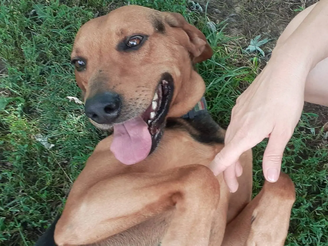 Adotta un cane, taglia grande, maschio, Cuneo