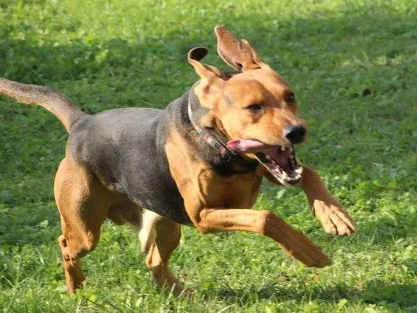Vuoi adottare un cane a Cuneo?