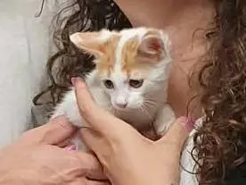 Adozione gatto, femmina, Razza sconosciuta Razza sconosciuta, 2 mesi, taglia non valida, Ravenna