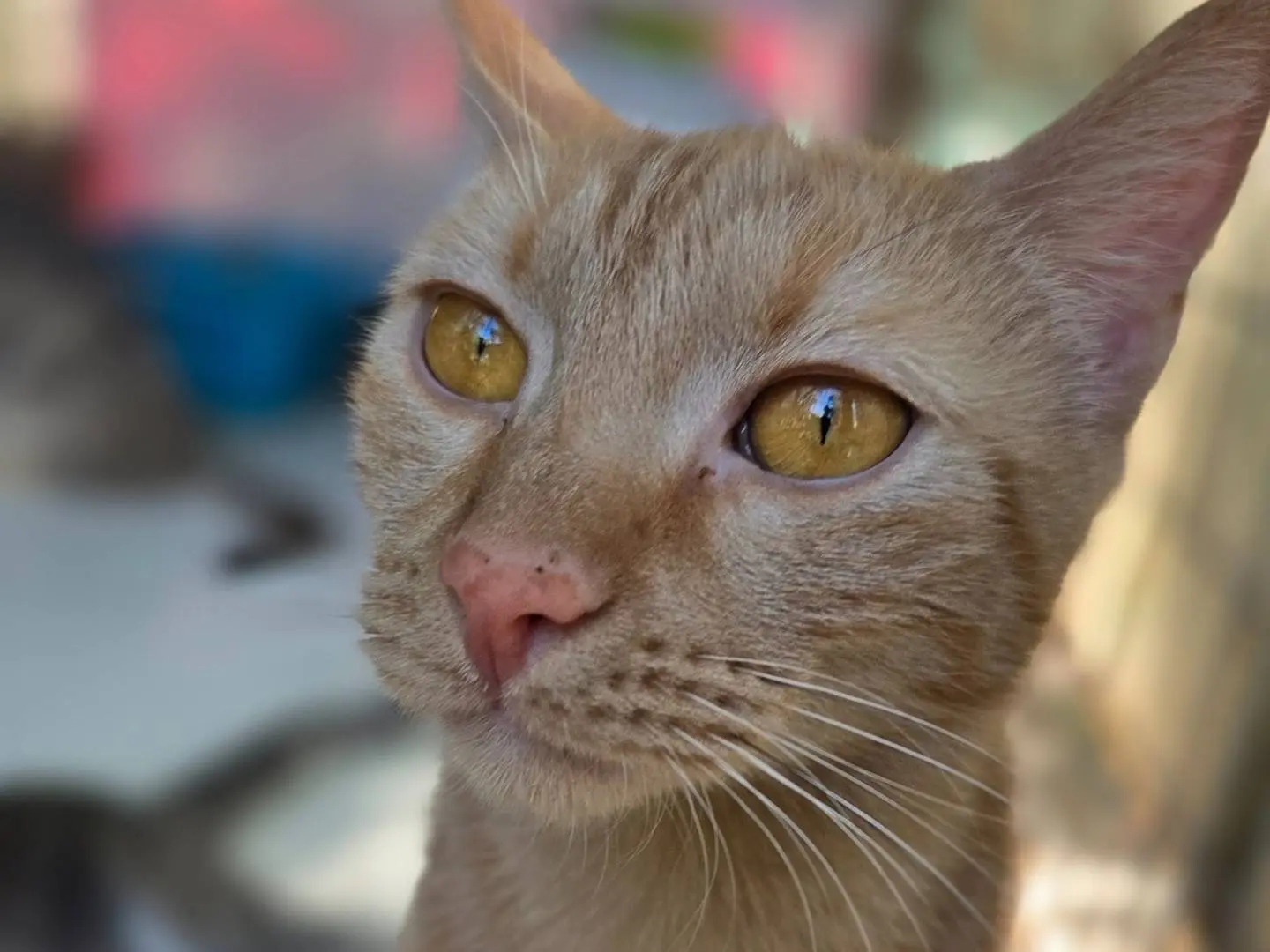 Adozione gatto, femmina, Razza sconosciuta Razza sconosciuta, 1 anno e 7 mesi, taglia non valida, Parma