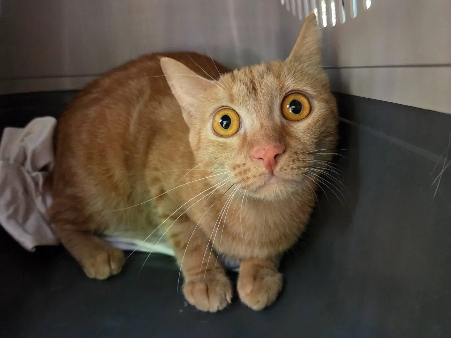 Adotta un gatto, taglia non valida, femmina, Parma