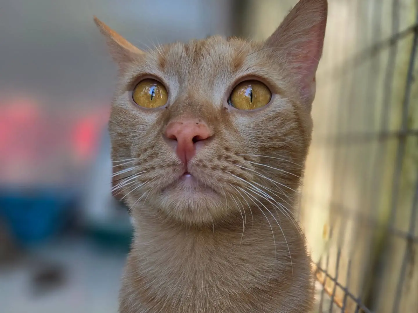 Adotta un gatto, femmina, 1 anno e 7 mesi, Parma