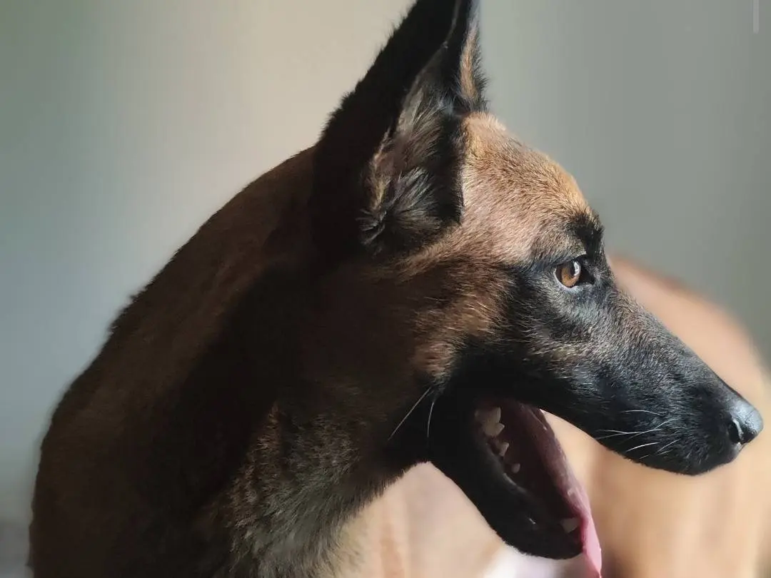 Adotta un cane, taglia media, femmina, Teramo