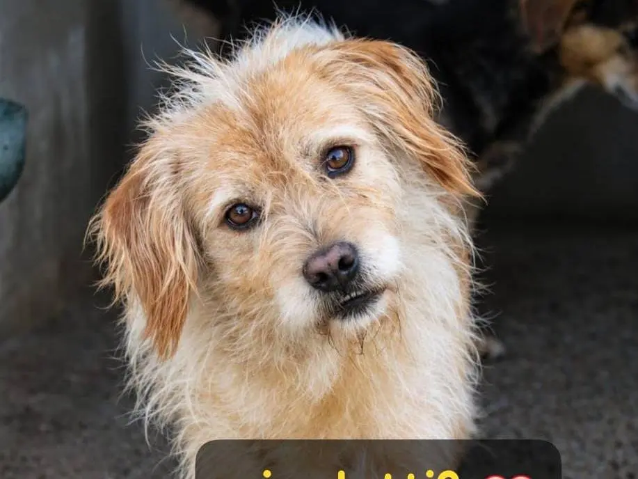 Adozione cane, maschio, Razza sconosciuta Razza sconosciuta, 6 anni e 1 mese, taglia media contenuta, Biella
