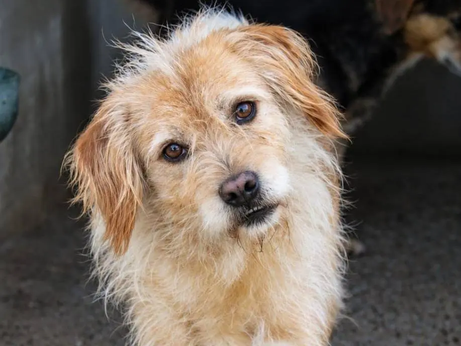 Adotta un cane, maschio, 6 anni e 1 mese, Biella
