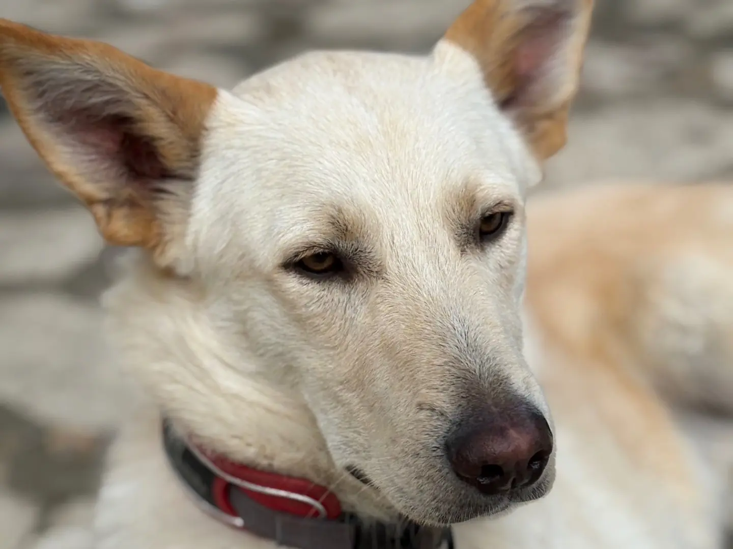 Adotta il cane ROMEO a Parma