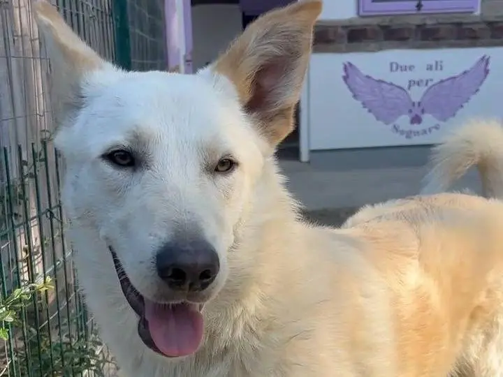 Vuoi adottare un cane a Parma?