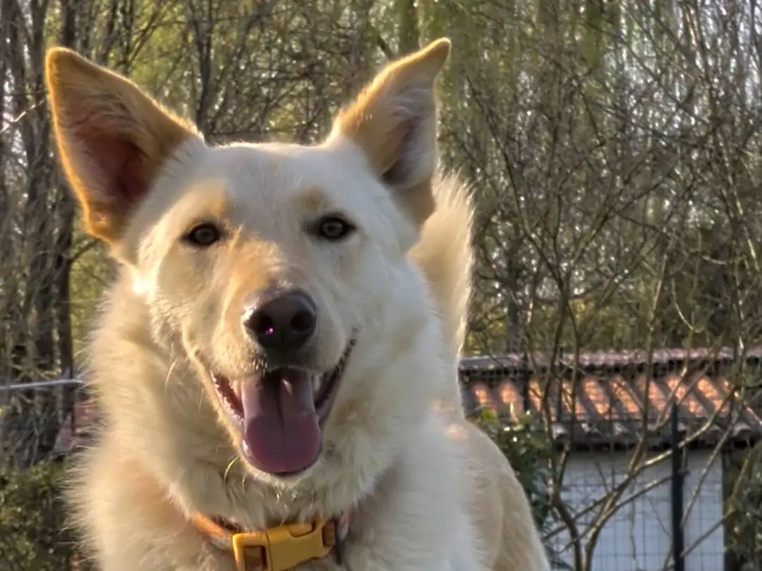 Adozione cane, maschio, Razza sconosciuta Razza sconosciuta, 2 anni e 8 mesi, taglia grande, Parma