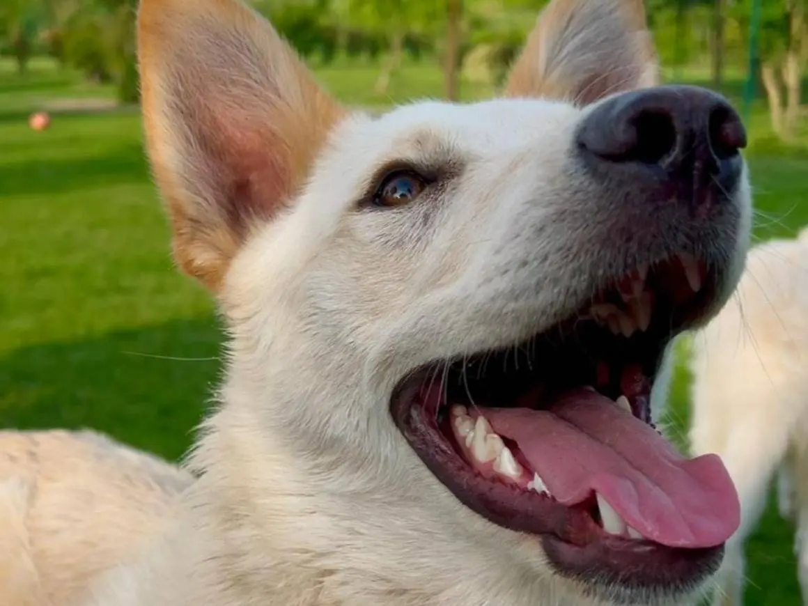 Adotta un cane, taglia grande, maschio, Parma