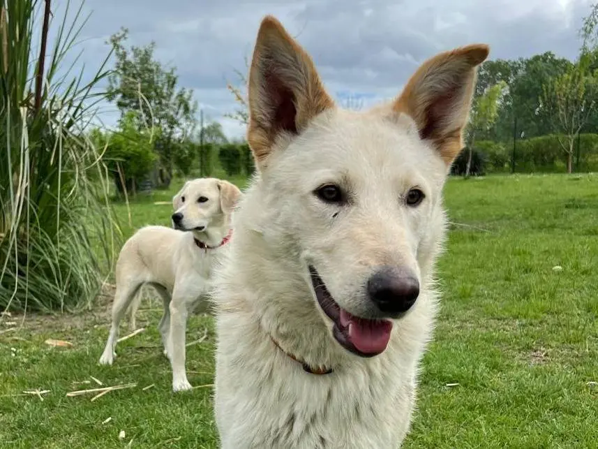Adotta un cane, maschio, 2 anni e 8 mesi, Parma