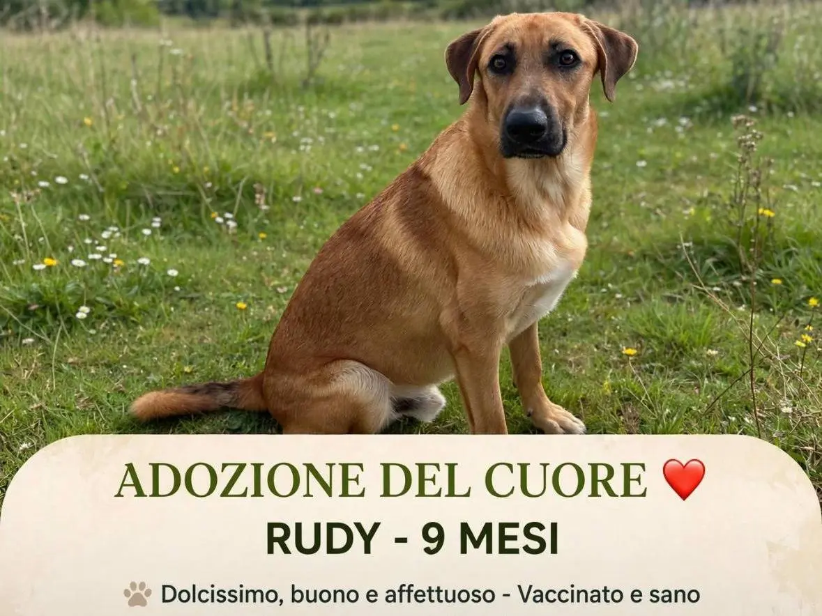 Adotta un cane, taglia media, maschio, Siracusa
