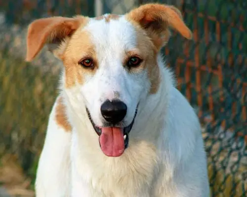 Adozione cane, maschio, meticcio, 5 anni e 8 mesi, taglia media, Treviso