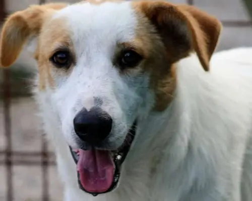 Adotta un cane, maschio, 5 anni e 8 mesi, Treviso