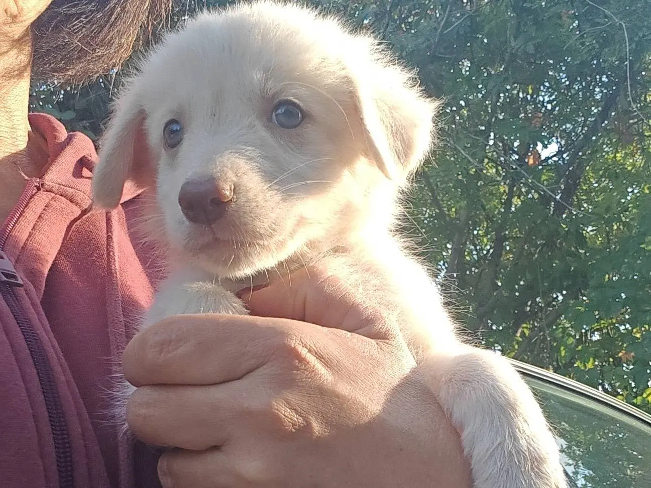 Adotta un cane, femmina, 2 mesi, Trapani