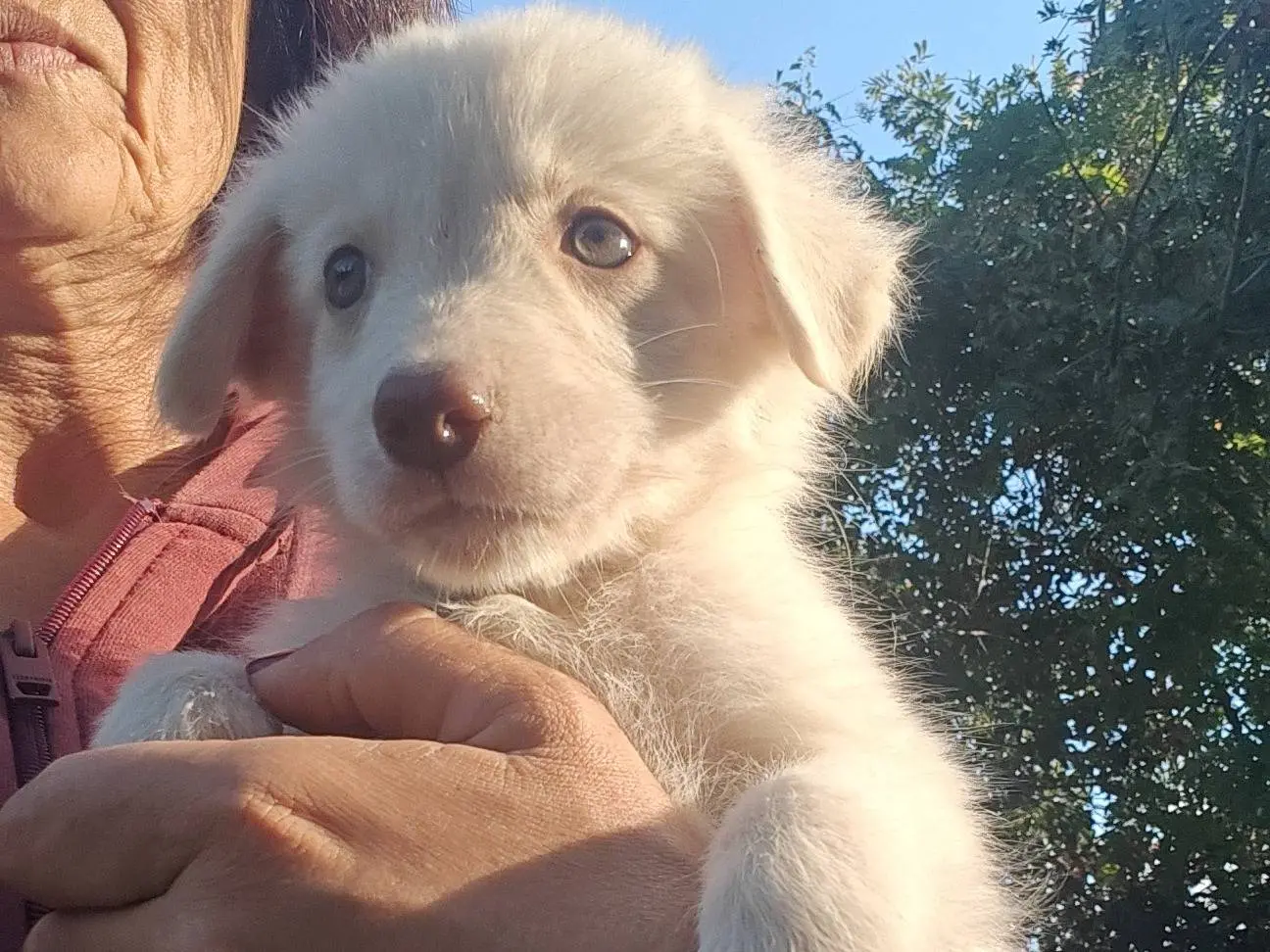 Adozione cane, femmina, Razza sconosciuta Razza sconosciuta, 2 mesi, taglia media contenuta, Trapani