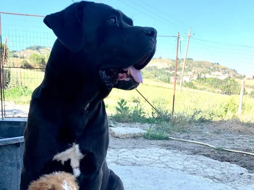 Adotta il cane Bubi a Caltanissetta
