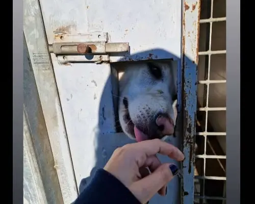 Adozione cane, maschio, Labrador Retriever Razza sconosciuta, 4 anni e 7 mesi, taglia grande, Bari