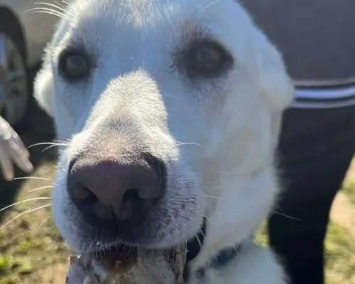 Adotta un cane, maschio, 4 anni e 7 mesi, Bari