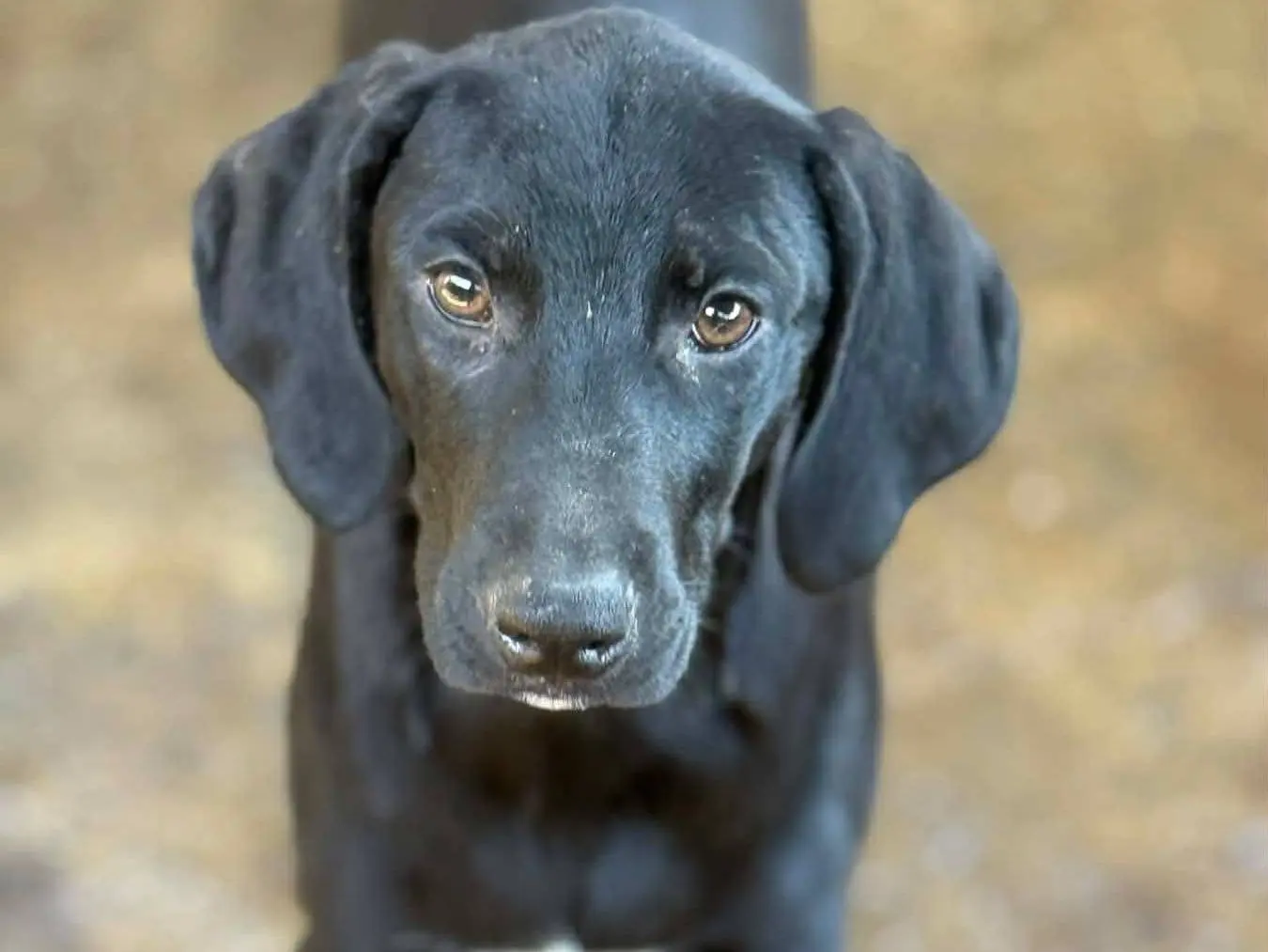 Adotta un cane, taglia media contenuta, femmina, Firenze