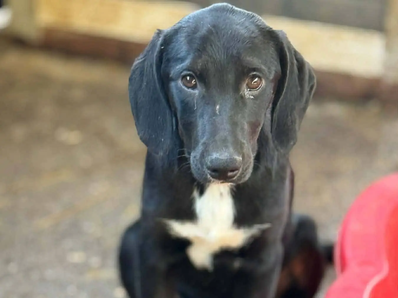 Adotta un cane, femmina, 6 mesi, Firenze