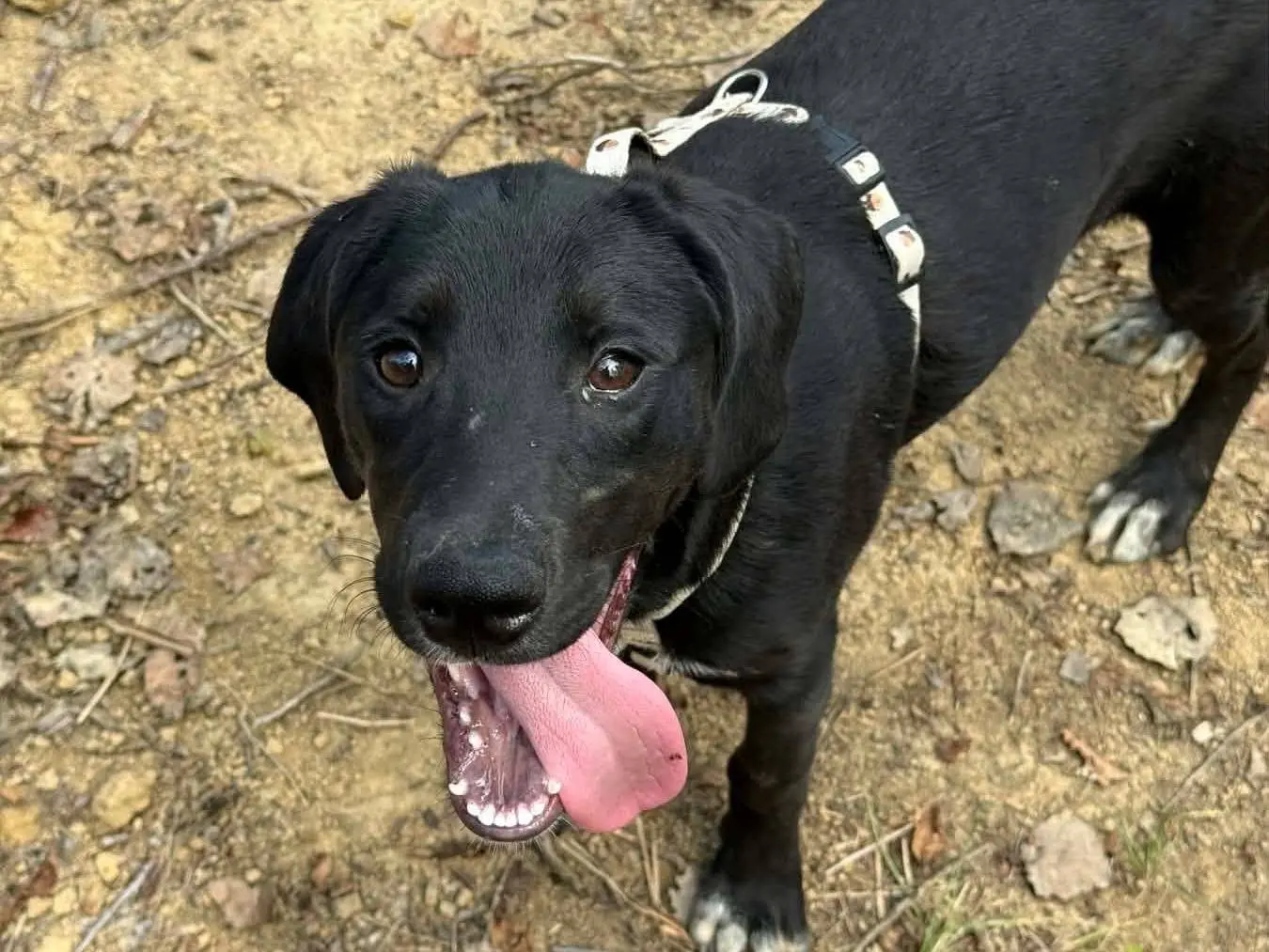 Vuoi adottare un cane a Firenze?