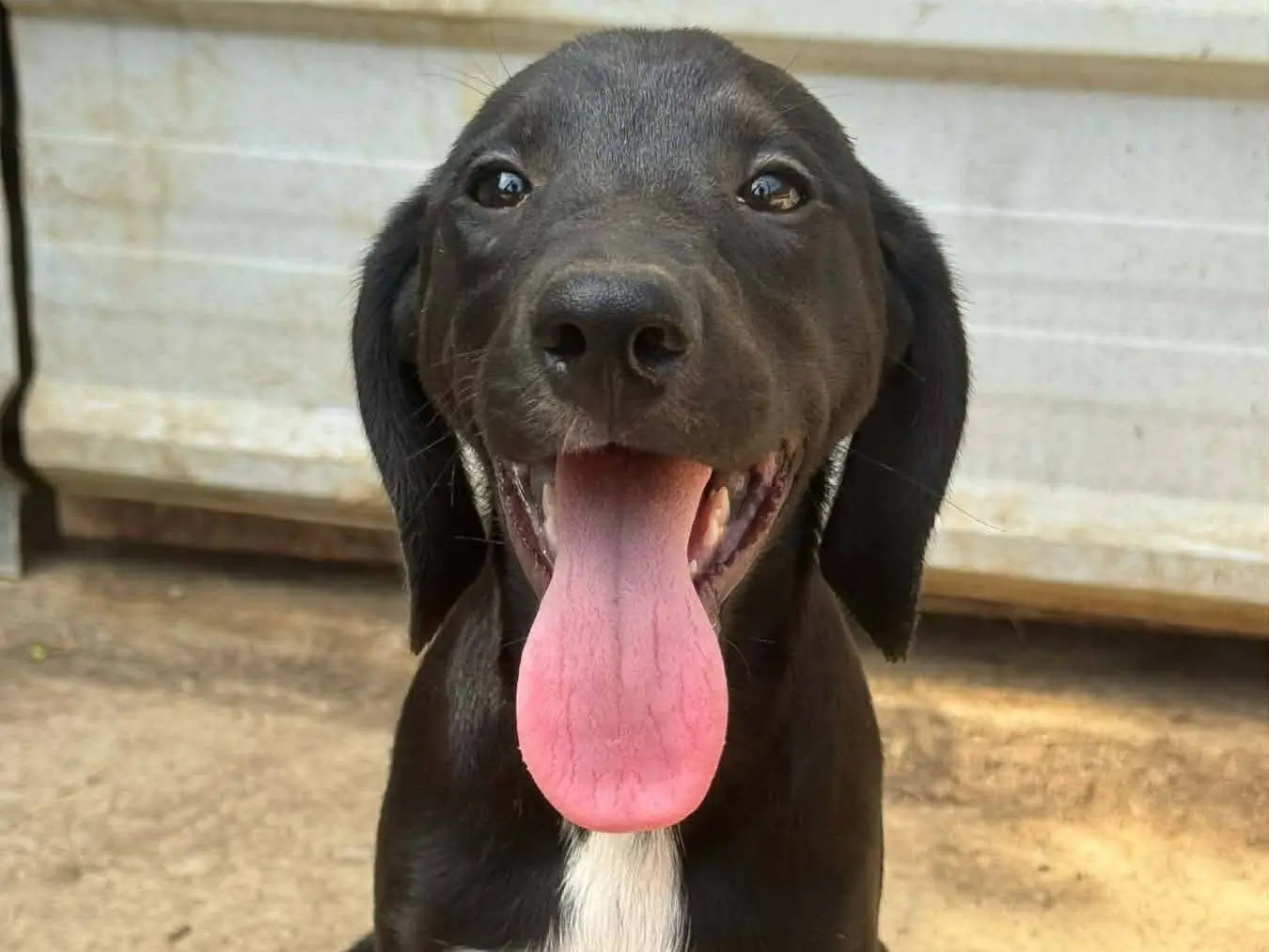 Adotta il cane NALA a Firenze
