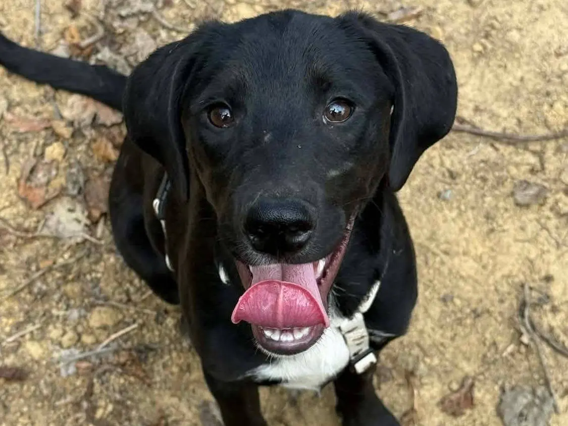 Adozione cane, femmina, Razza sconosciuta Razza sconosciuta, 6 mesi, taglia media contenuta, Firenze