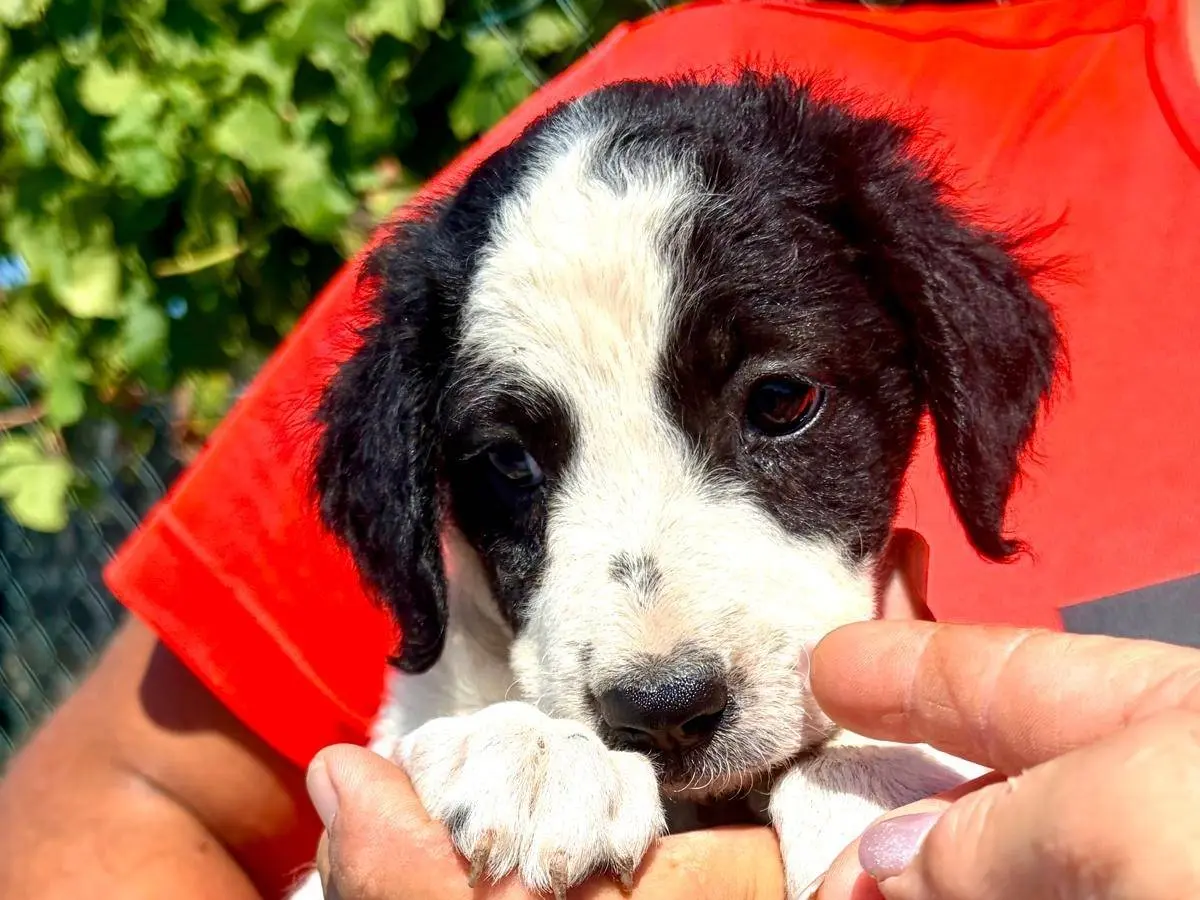 Adotta un cane, taglia media, femmina, Siracusa