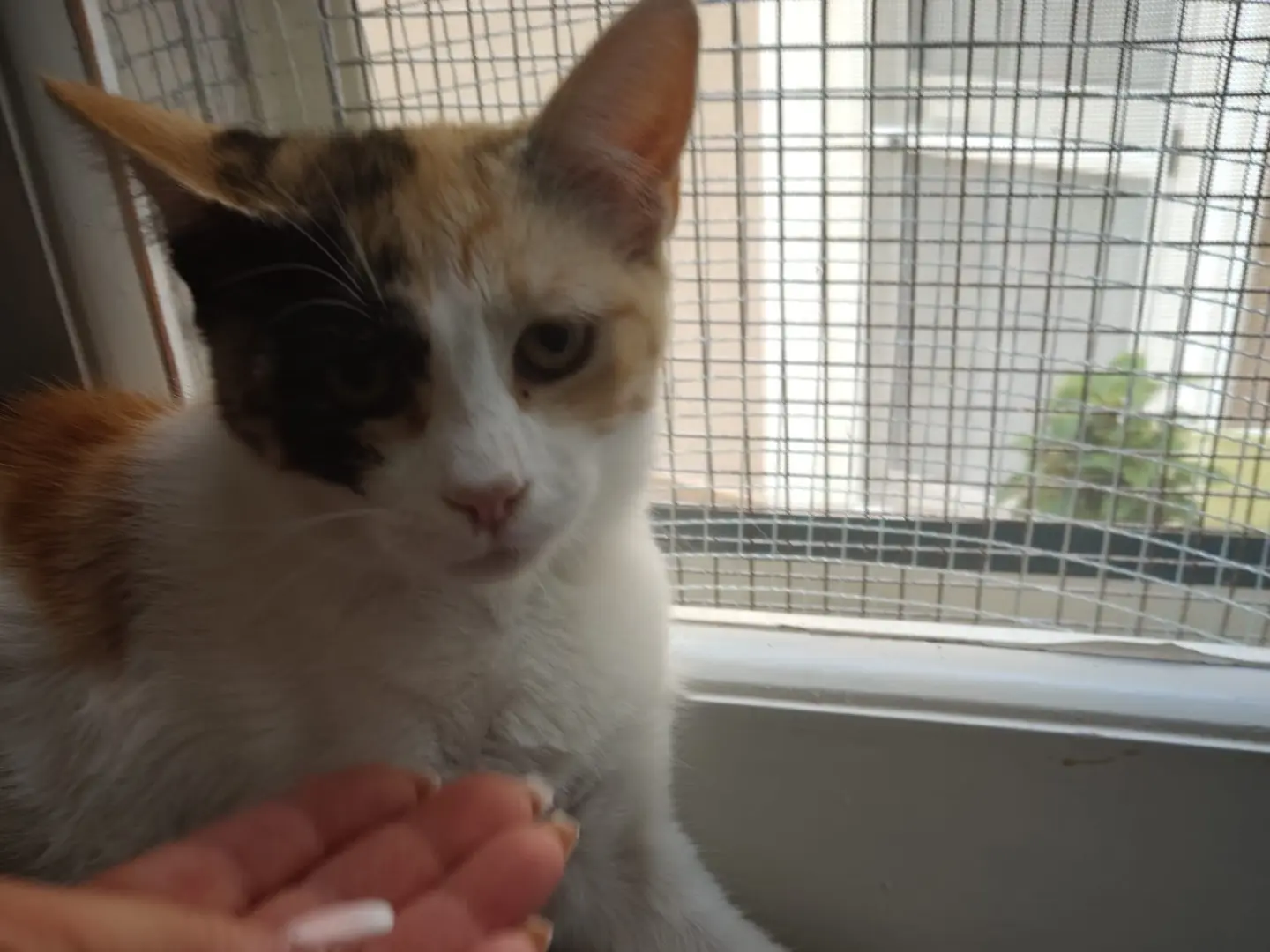 Adotta un gatto, femmina, 6 mesi, Crotone