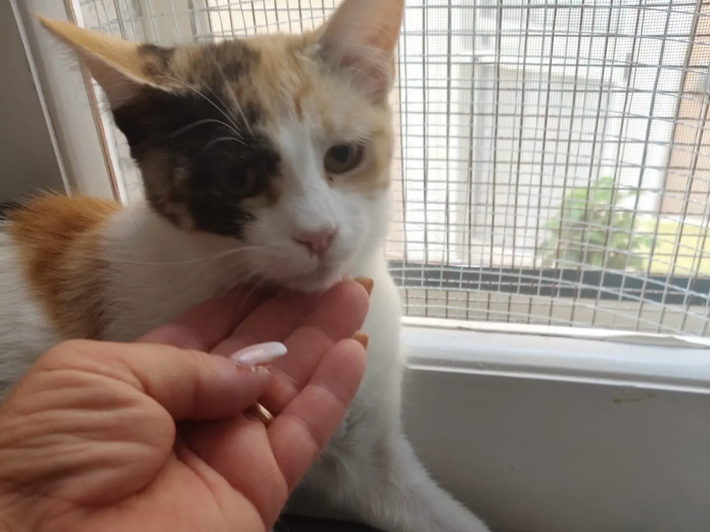 Vuoi adottare un gatto a Crotone?