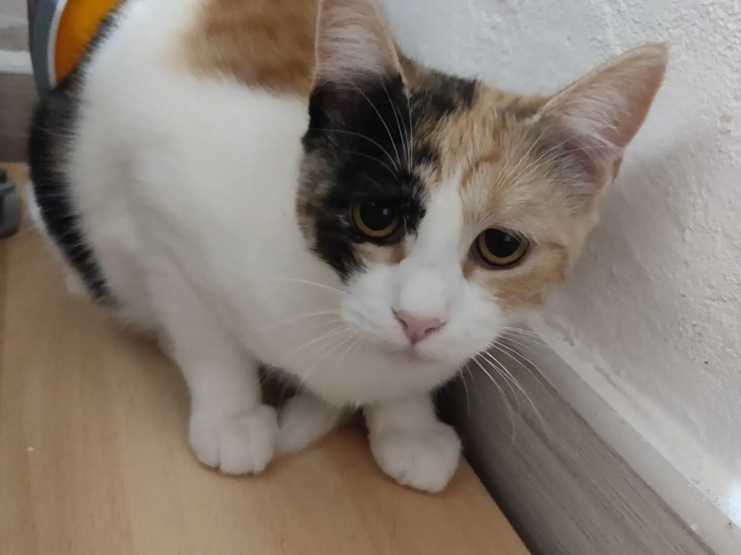Adozione gatto, femmina, Razza sconosciuta Razza sconosciuta, 6 mesi, taglia non valida, Crotone